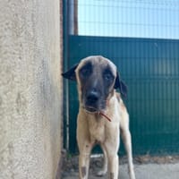 NEO, chien à adopter