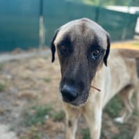 NEO, chien à adopter