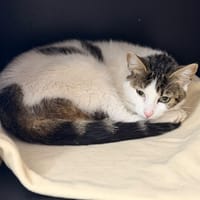 Aster CAB5976, chat à adopter