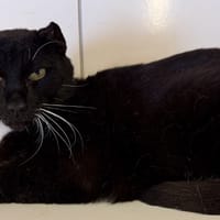 AJAX, chat à adopter
