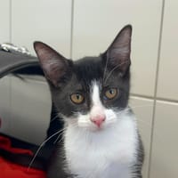 GROOT, chat à adopter