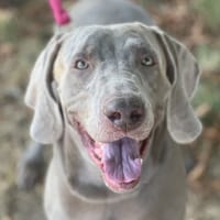 RMARX, chien à adopter