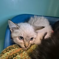 COOL QCT, chat à adopter