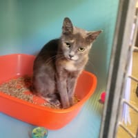 Cina, chatte à adopter