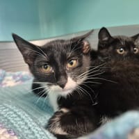 TROGNON QCT, chat à adopter
