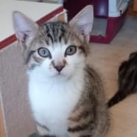 LAMBDA, chat à adopter