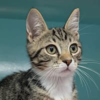 Bacon (réservé), chat à adopter