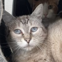 MEDINE PAB29005, chatte à adopter
