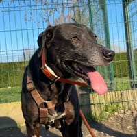 MUQUIN, chienne à adopter