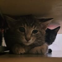 VALDA, chatte à adopter