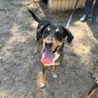 PICHTA PAA24307, chienne à adopter