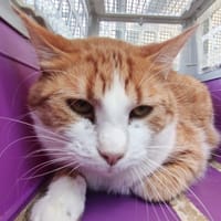 EXOR PAB29008, chat à adopter