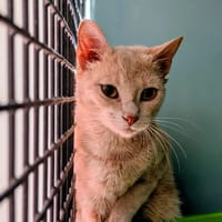 Rubis, chatte à adopter