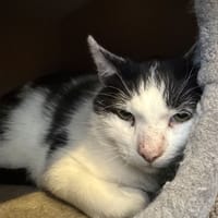 GUYZMO, chat à adopter