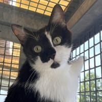 ALIZARI, chatte à adopter