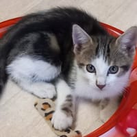 OMICRON, chat à adopter