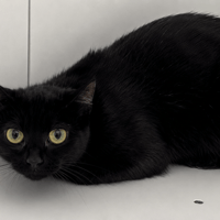 PERLE, chatte à adopter