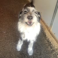 Reglisse, chien à adopter