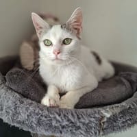REVE, chatte à adopter