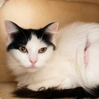 Bunny, chatte à adopter