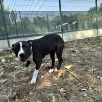 BUFFY, chienne à adopter