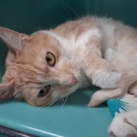 ATLAS C, chat à adopter