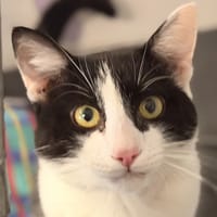 MIAOUJITO, chat à adopter
