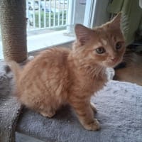 BIBI, chatte à adopter