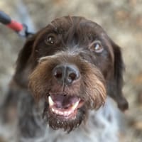 MUSE, chienne à adopter