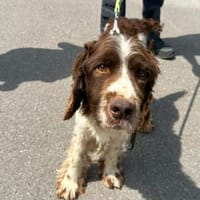 PACO, chien à adopter