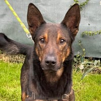 LEUCKY, chien à adopter
