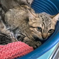 SUBLIME QCT, chatte à adopter