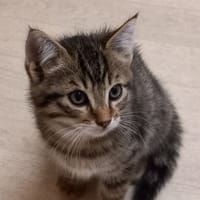 KAPPA, chat à adopter