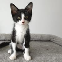 KINNA, chatte à adopter