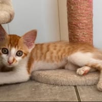 AUDI, chat à adopter