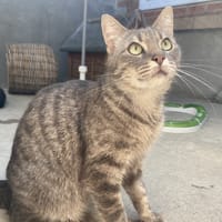 VERSACE, chat à adopter