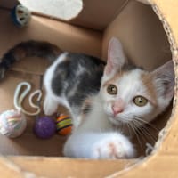 bmw (réservée), chatte à adopter