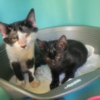 Oreo, chat à adopter