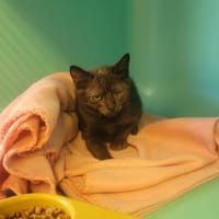 Nala, chatte à adopter
