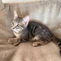 BARCHETTA, chatte à adopter