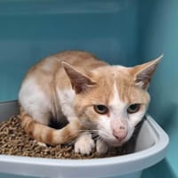 SANCHO, chat à adopter