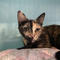 LUCY, chatte à adopter