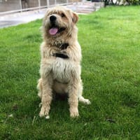 OSCAR, chien à adopter
