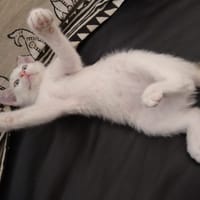 HOMARD, chat à adopter
