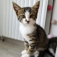 TALET, chatte à adopter