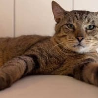 APHRODITE, chat à adopter