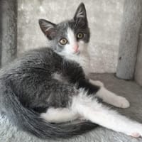 GINOSA, chatte à adopter