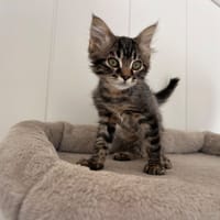 Bogosse, chatte à adopter