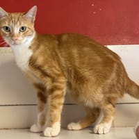 IRIS, chatte à adopter