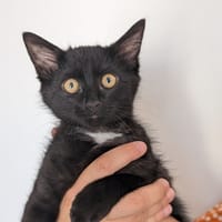 Honda, chatte à adopter